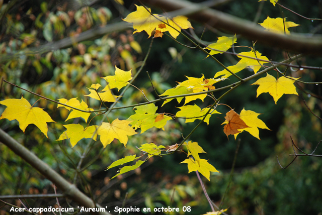 Acer cappadocicum 'Aureum'