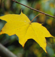 Acer cappadocicum 'Aureum'