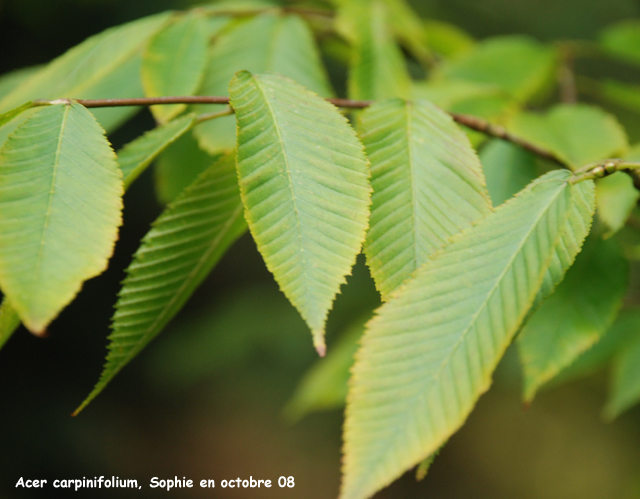 Acer carpinifolium