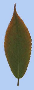 Acer carpinifolium