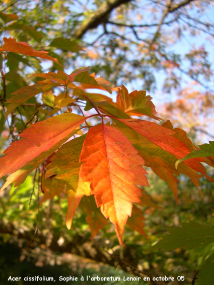 Acer cissifolium