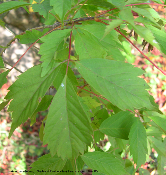 Acer cissifolium