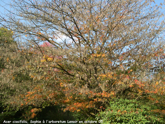 Acer cissifolium