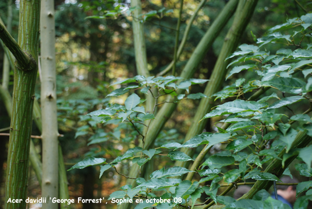 Acer davidii 'George Forrrest