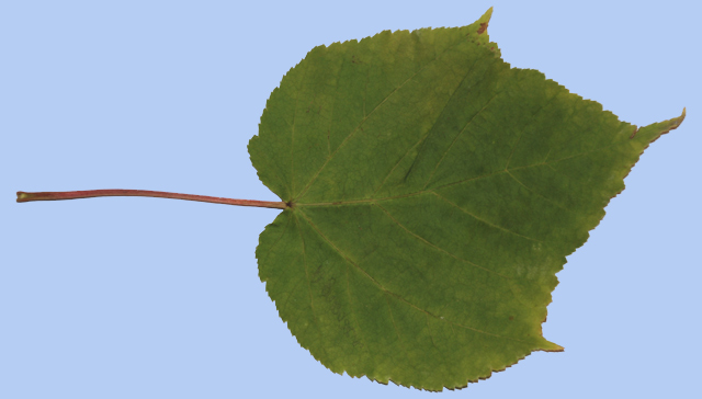 Acer davidii var. grosserii