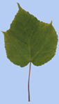 Acer davidii ssp. grosseri