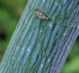 Acer davidii spps. grosseri