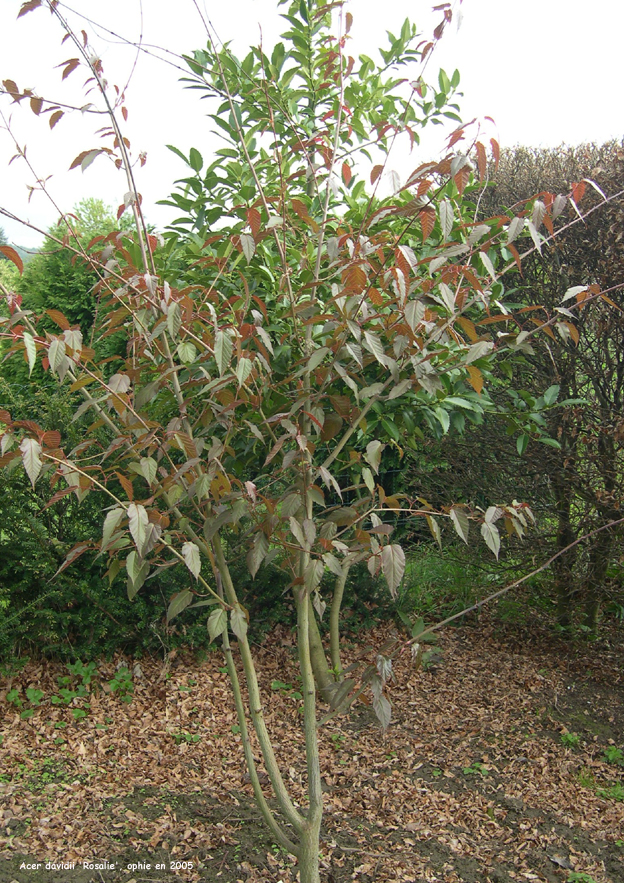 Acer davidii 'Rosalie'