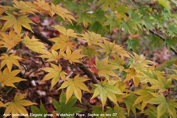 Acer palmatum Elegans group