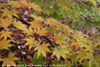 Acer palmatum Elegans Group