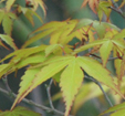 Acer palmatum 'Katsura'