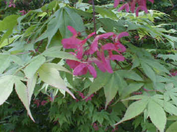 fleurs d'Acer palmatum 'Ozakazuki'