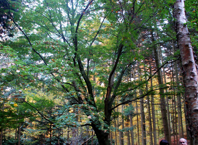 Acer palmatum