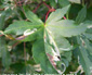 Acer palmatum 'Asahi-zuru'