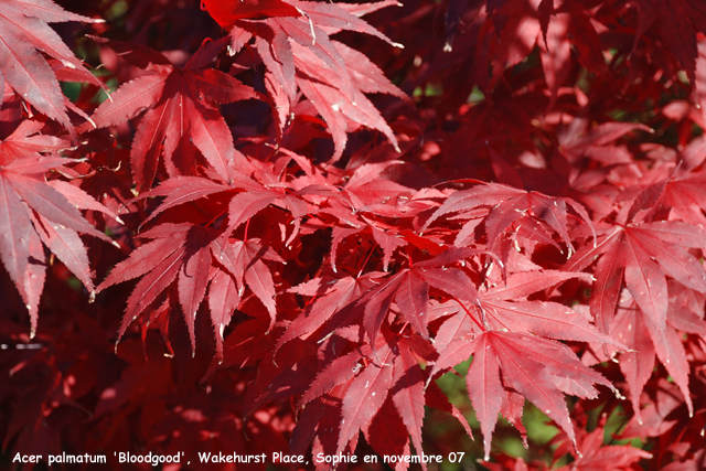 Acer palmatum 'Bloodgood'