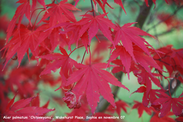 Acer palmatum 'Chitoseyama'