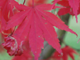 Acer palmatum 'Chitoseyama'