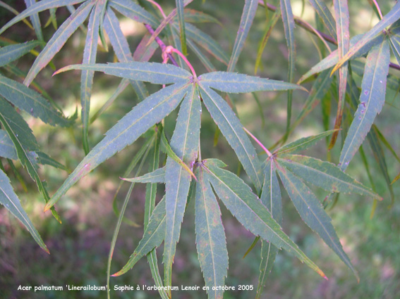 Acer palmatum 'Linearilobum'