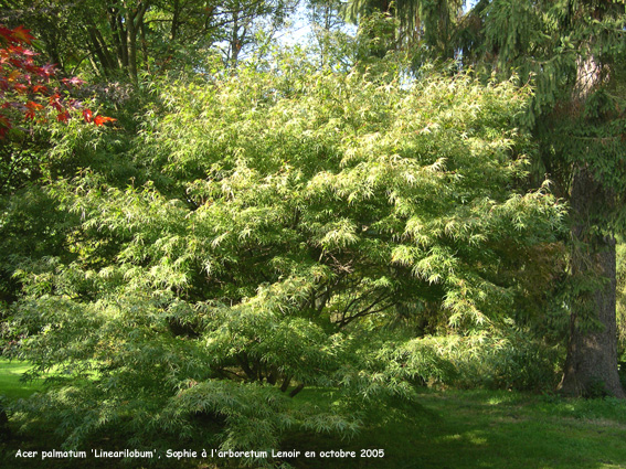 Acer palmatum 'Linearilobum'