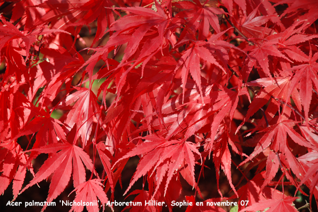 Acer palmatum 'Nicholsonii'