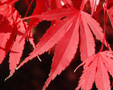 Acer palmatum 'Nicholsonii'