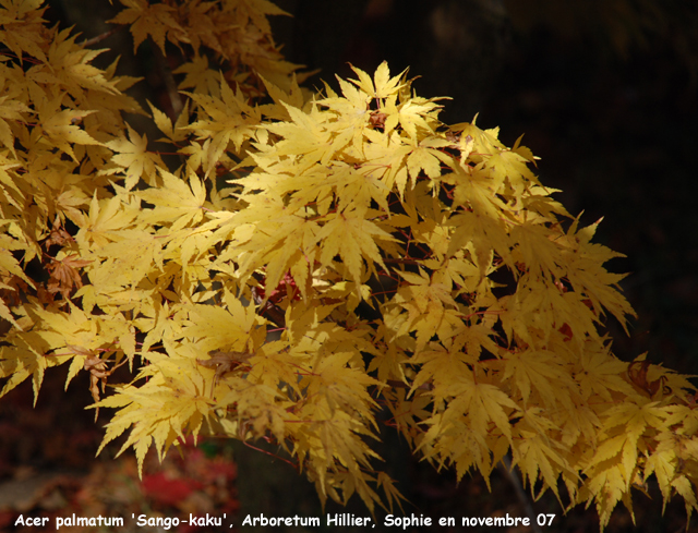 Acer palmatum 'Sango-Kaku'