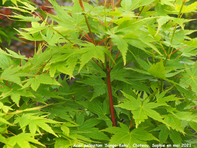 Acer palmatum 'Sango-Kaku'