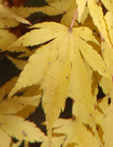 Acer palmatum 'Sango-Kaku'