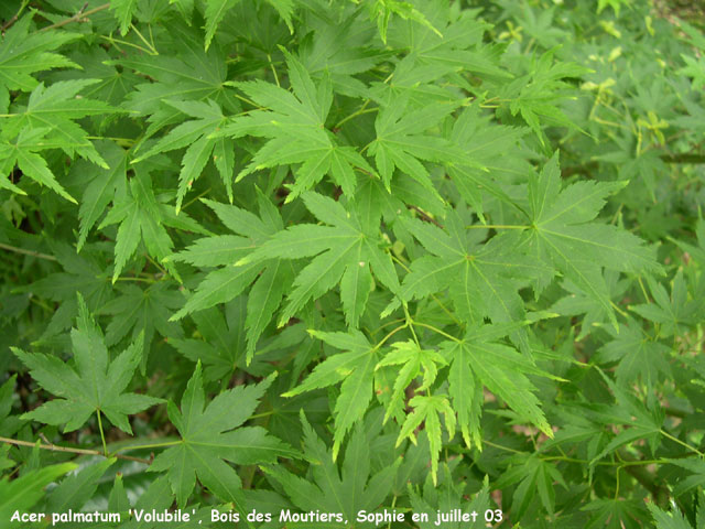 Acer palmatum 'Volubile'