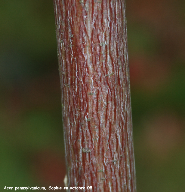 Acer pensylvanicum