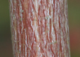 Acer pensylvanicum