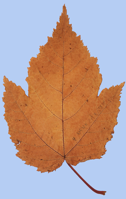 Acer pensylvanicum