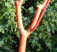 photos