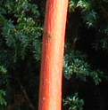 Acer pnesylvanicum 'Erythrocladum'
