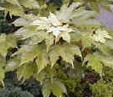 Acer pseudoplatanus 'Prinz Handjery'