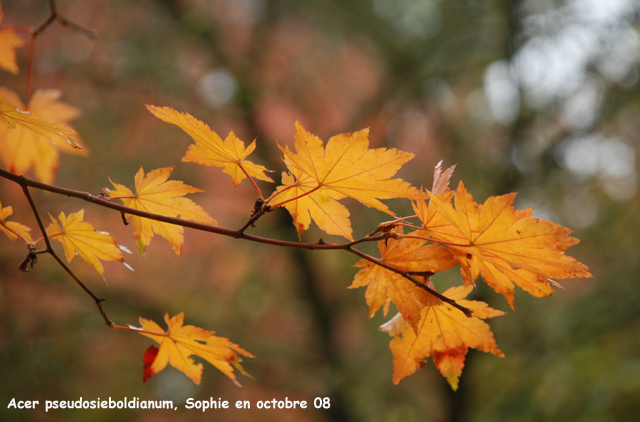 Acer pseudosieboldianum