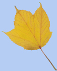 Acer rufinerve