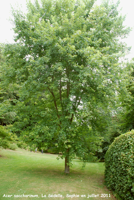 Acer saccharinum