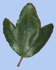 Acer semprevirens