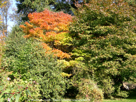 Acer shirawasanum 'Aureum'