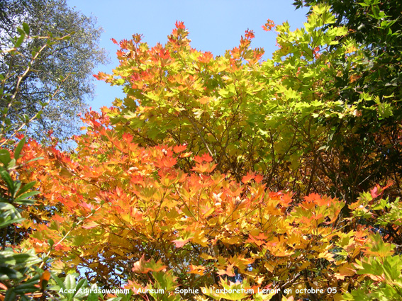 Acer shirawasanum 'Aureum'