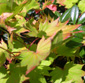 Acer shirawasanum 'Aureum'