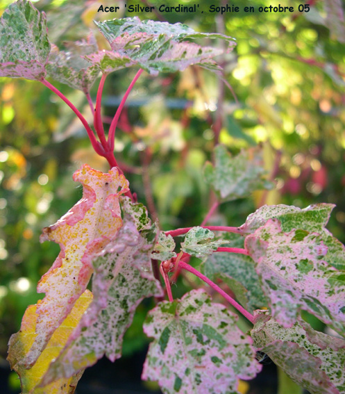 Acer 'Silver Cardinal'