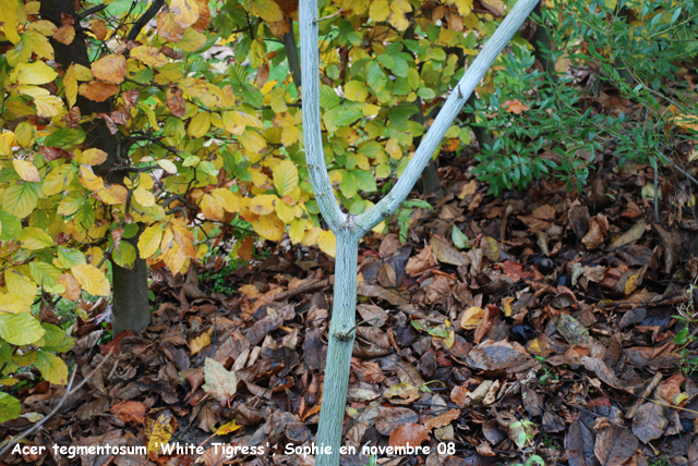 Acer tegmentosum 'White Tigress'