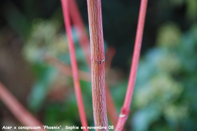 Acer x conspicuum 'Phoenix'