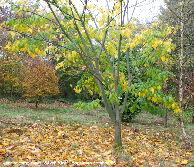 Acer x conspicuum 'Silver Vein'