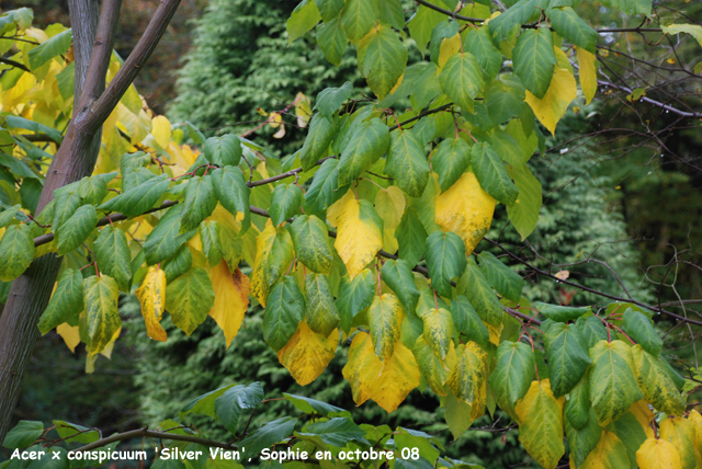 Acer x conspicuum 'Slver Vein'