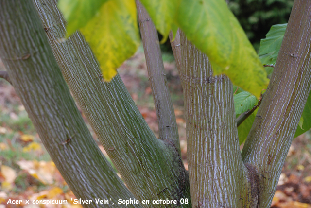 Acer x conspicuum 'Silver Vein'