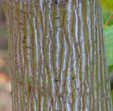 Acer x conspicuum 'Silver Vein'