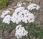 Achillea ageratum 'W.B. CHilds'